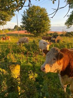 cows are grazing in the grass on a sunny day