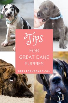 four different dogs with the words tips for great dane puppies