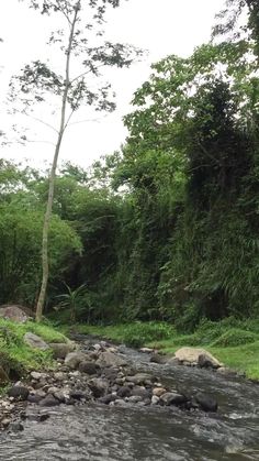 a river running through a lush green forest