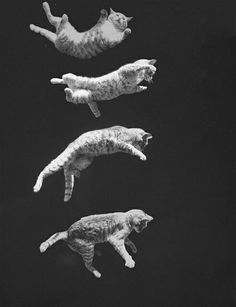 three cats are flying in the air with one cat upside down and another cat lying on its back