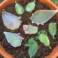 a potted plant filled with lots of green leaves and small pink flowers on top of dirt