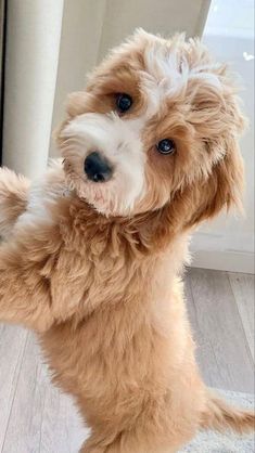 a small brown and white dog standing on its hind legs with it's front paws in the air