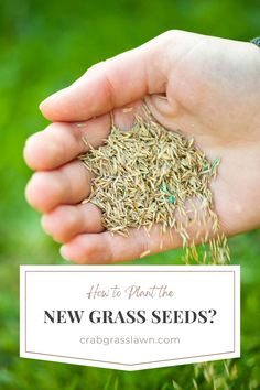 How to Plant the New Grass Seeds? Grow Grass Fast, Water Grass, Lawn Care Tips, Fall Vegetables