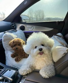 a small white dog sitting in the driver's seat of a car next to a stuffed animal