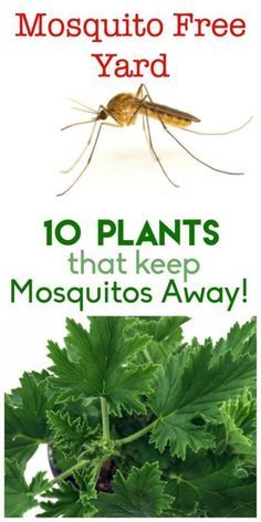 Keep your yard and garden mosquito free! Here are 10 plants that will help keep those pesky insects away naturally. Diy Gardening, Small Pool, Pool Design, Garden Pests, Mosquito Repellent