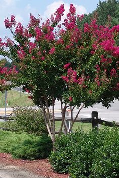 a tree with pink flowers in the middle of a road