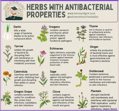 the herbs with antibacterial properties are shown in this poster, which shows them