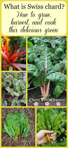 what is swiss chard? you're to grow harvest and cook this delicious green