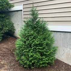 a small evergreen tree in front of a house next to some bushes and dirt on the ground