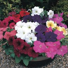 many different colored petunias are in a pot on the gravel near some bushes