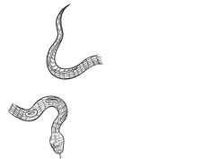 an image of a snake that is drawn in black and white on a white background