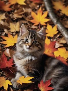 a kitten is sitting in the leaves on the ground