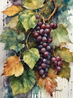 a painting of grapes and leaves on a white background