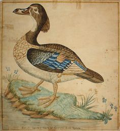 a painting of a duck on display in a wooden frame with an ornate border around it