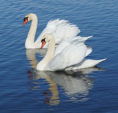 two white swans swimming on top of a body of water with their necks folded out