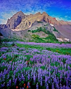 the mountains are covered in purple flowers