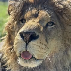 a close up of a lion's face with grass in the backgroud