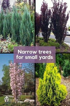 Narrow trees are a must if you have a tight space for gardening. Try one of these slender, unique trees that will pack a punch in any small yard. Trees For Small Yards, Narrow Trees, Tv Setup, Cheap Landscaping Ideas, Backyard Trees, Landscaping Trees, Privacy Landscaping, Small Yards, Purple Door