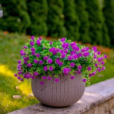 a potted plant with red flowers sitting on a ledge