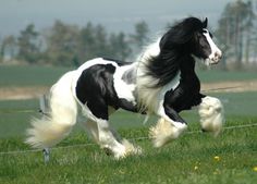 a black and white horse is running in the grass with it's front legs spread out