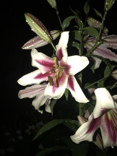 Night Lily Flower, Royal Lily Flower, Black Lilies, Lilium Flower, Lilly Flower, Stargazer Lily