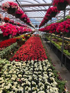 many different types of flowers in a greenhouse