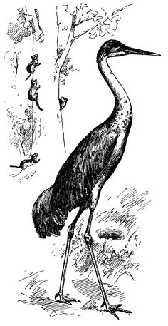 an old black and white drawing of a crane standing in the grass, vintage line drawing or engraving illustration