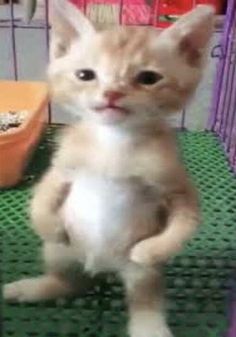 an orange kitten sitting on top of a green mat