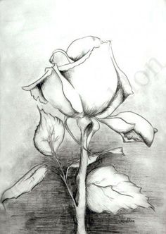 rose bloom drawings | Waiting To Bloom, Original Charcoal Rose Bud Black And White Drawing ... Black And White Roses, Charcoal Art, Rose Bud, Floral Prints Art, Black And White Drawing