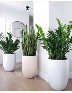 three potted plants sitting on top of a hard wood floor next to a mirror