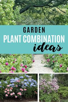 Plant Combinations: 10 Tips For Creating Flower Combinations That Work Easy Backyard Landscaping, Houston Garden, Beautiful Gardens Landscape, Beginners Landscaping, Sun Plants