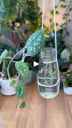 a glass jar filled with water sitting on top of a wooden table next to potted plants