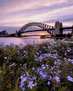 blue flowers are growing in front of the water with a bridge in the back ground