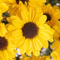 yellow sunflowers are blooming in the garden