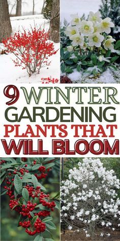 winter gardening plants that will bloom in the snow