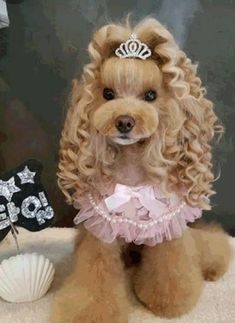 a small dog wearing a tiara sitting on top of a bed next to a cake