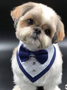 a small dog wearing a blue and white bow tie on it's neck,