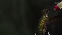 a hummingbird feeding from a feeder with its wings spread out and it's beak in the air