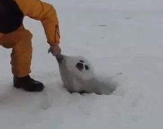 a person in an orange jacket touching a small white animal with its mouth and nose