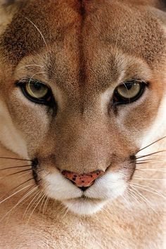 a close up of a puma's face with one eye open and the other half closed