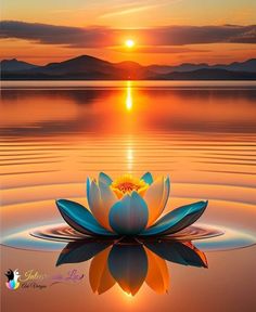 a lotus flower sitting on top of a body of water with the sun setting in the background