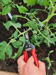 a person is holding some scissors in front of a plant with green leaves on it