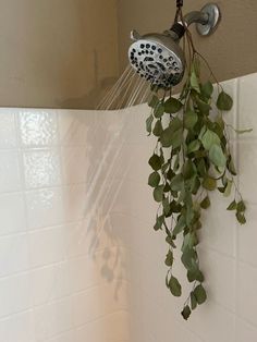 a shower head with plants hanging from it