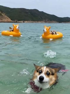 a dog is swimming in the water with other dogs on floaties behind him and another dog has his head above the water's surface