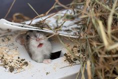 a small rodent poking its head out of a litter box