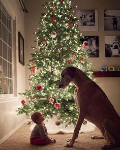 a dog sitting next to a christmas tree with a little boy in front of it