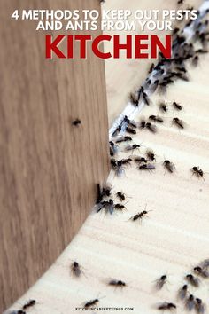 4 Methods to Keep Out Pests and Ants from your Kitchen