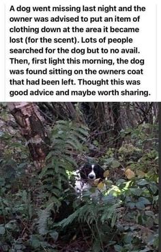 a black and white dog is hiding in the woods with his head stuck in some plants