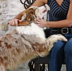 a woman is brushing her dog's teeth with a wooden brush in front of him