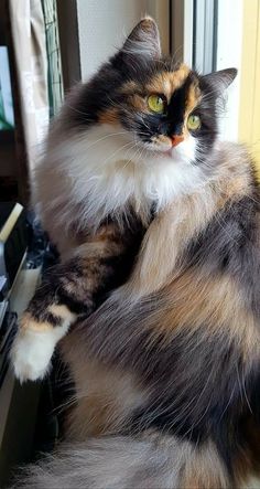 a fluffy cat sitting on top of a window sill next to a computer keyboard